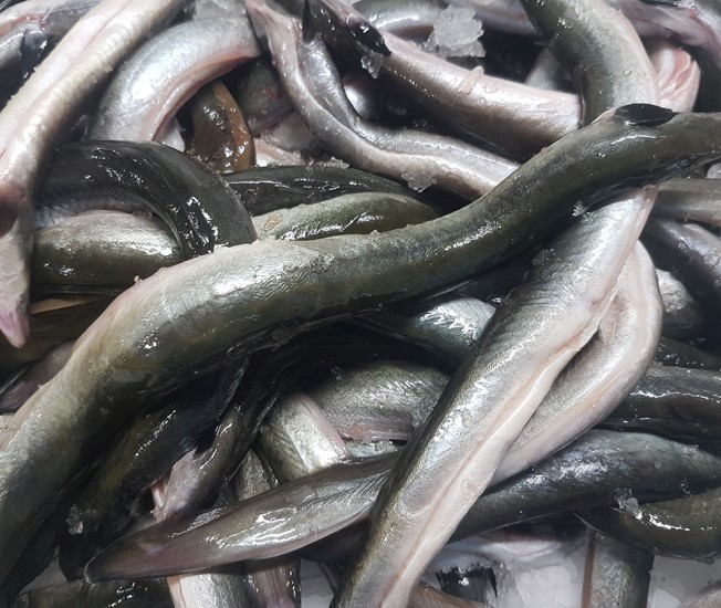 10 kilo verse Ierse schier paling (wildvang) Diepvries